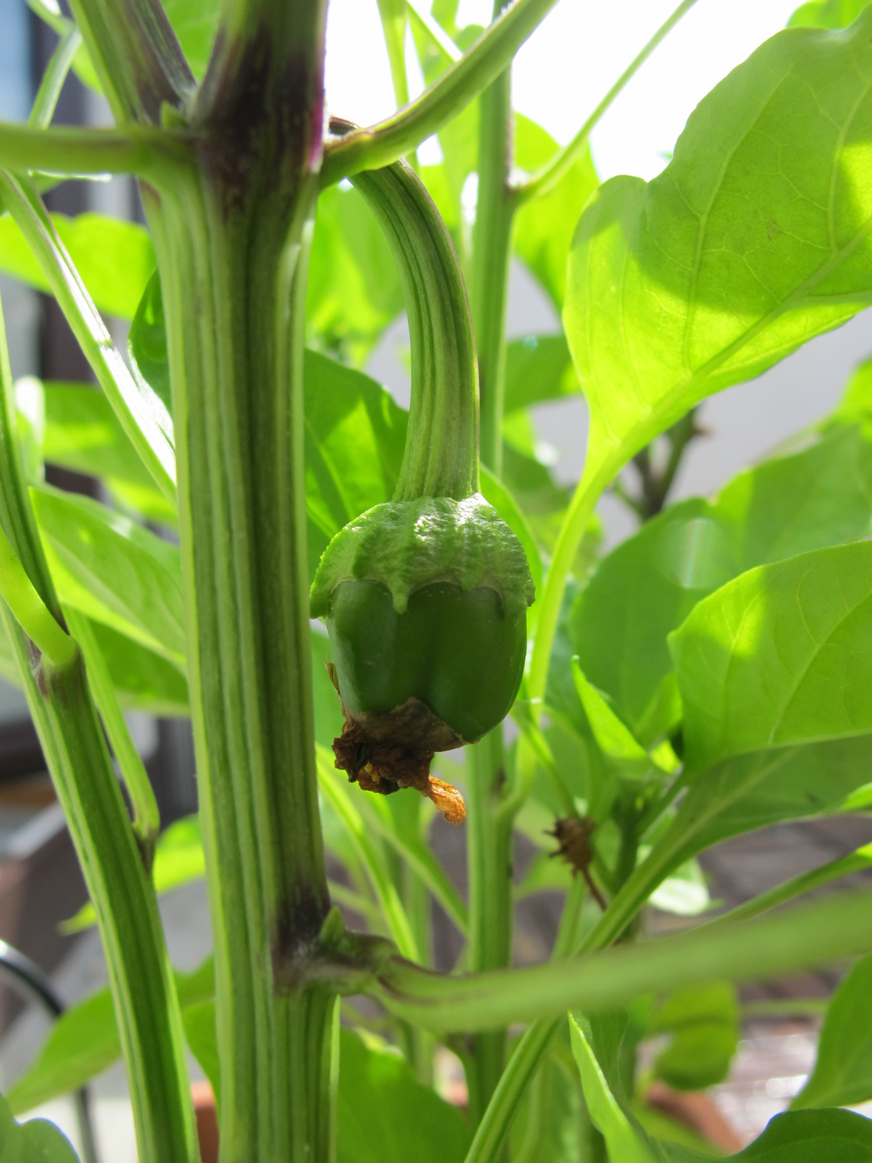 Paprika