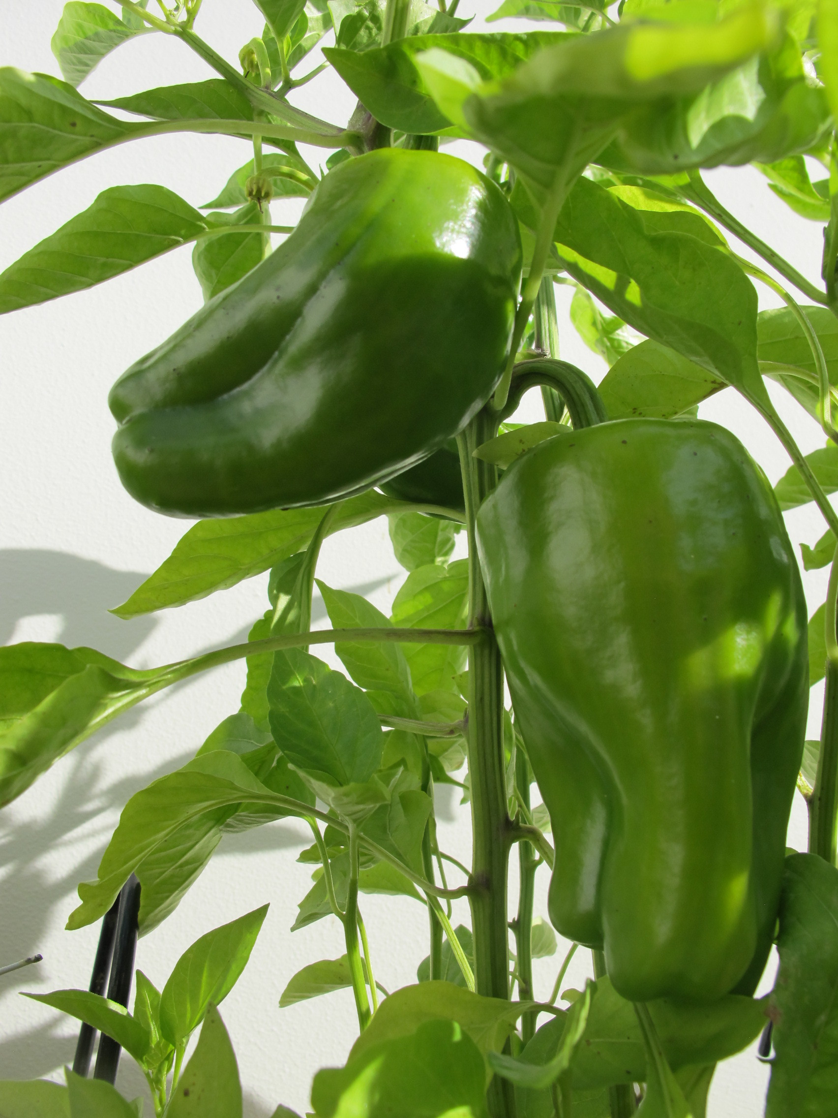 Paprika