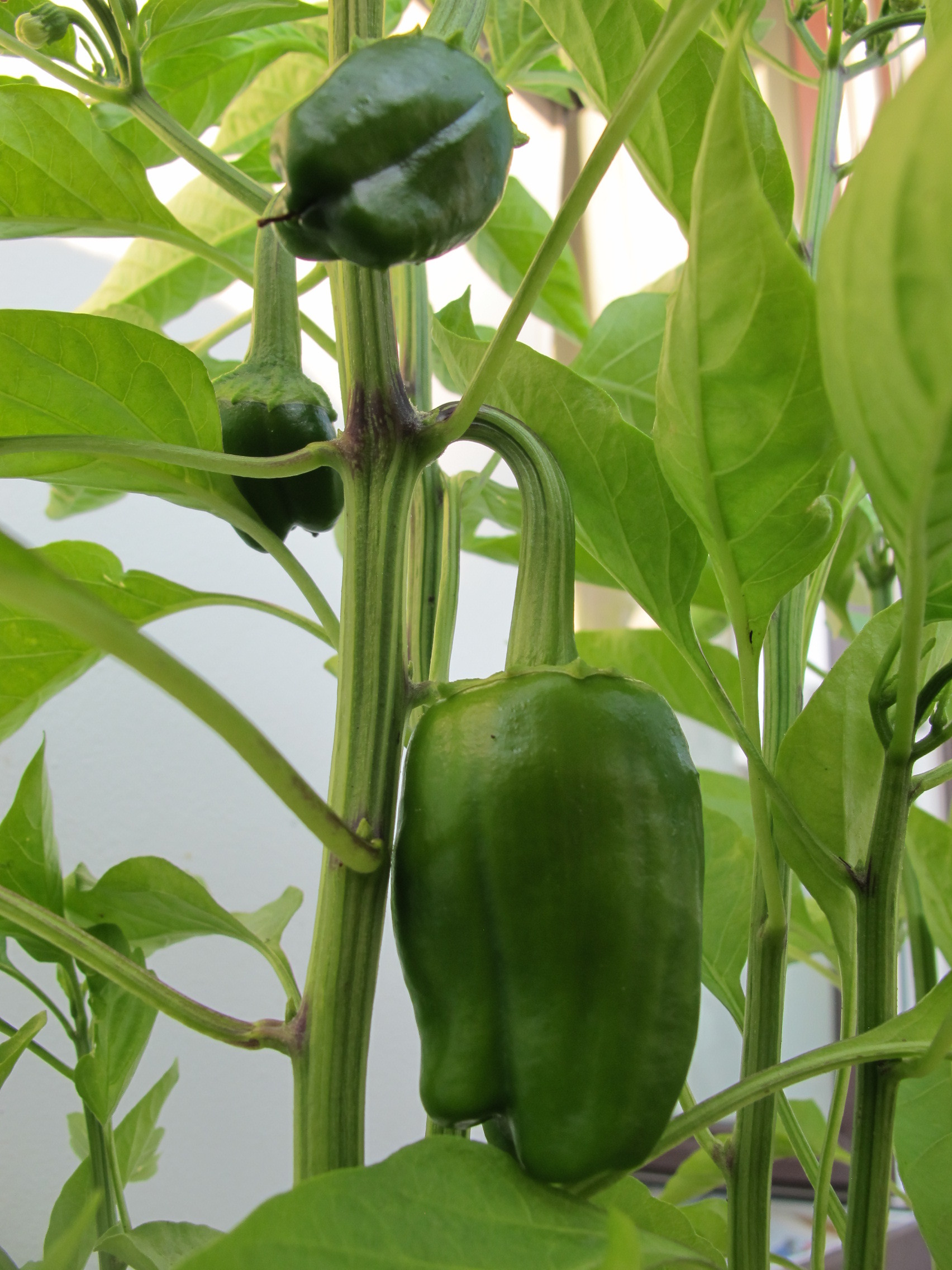 Paprika