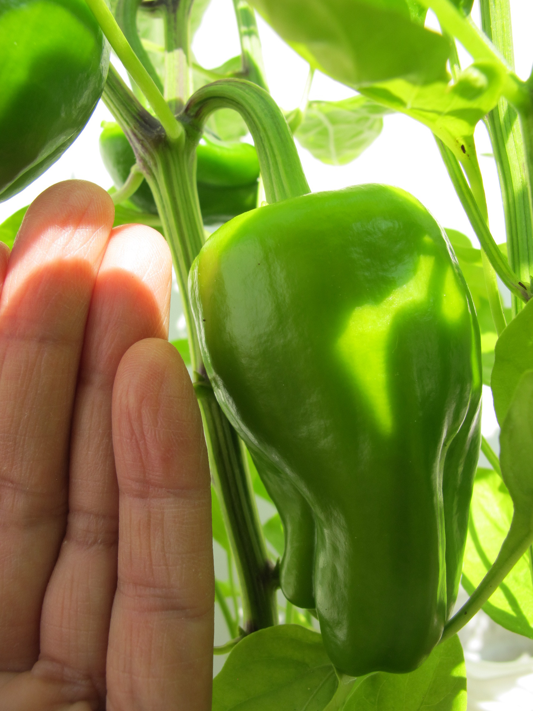 Paprika