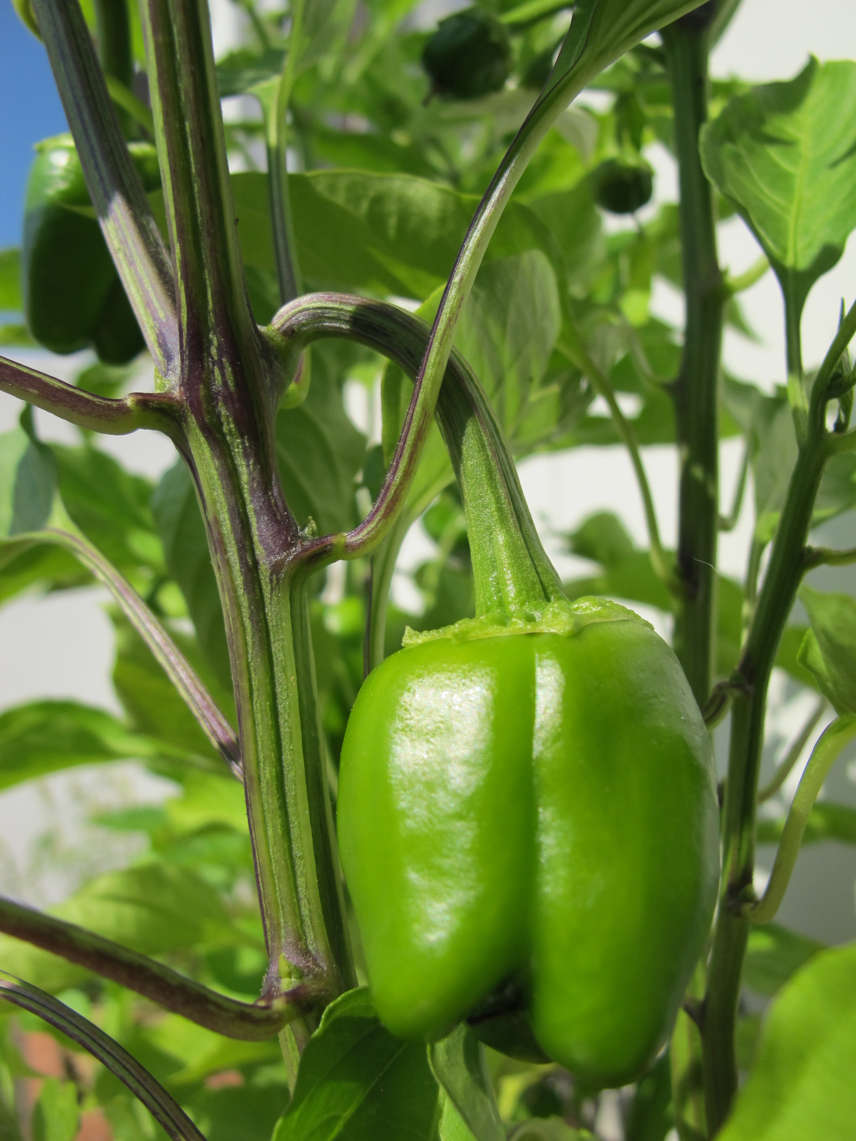Paprika