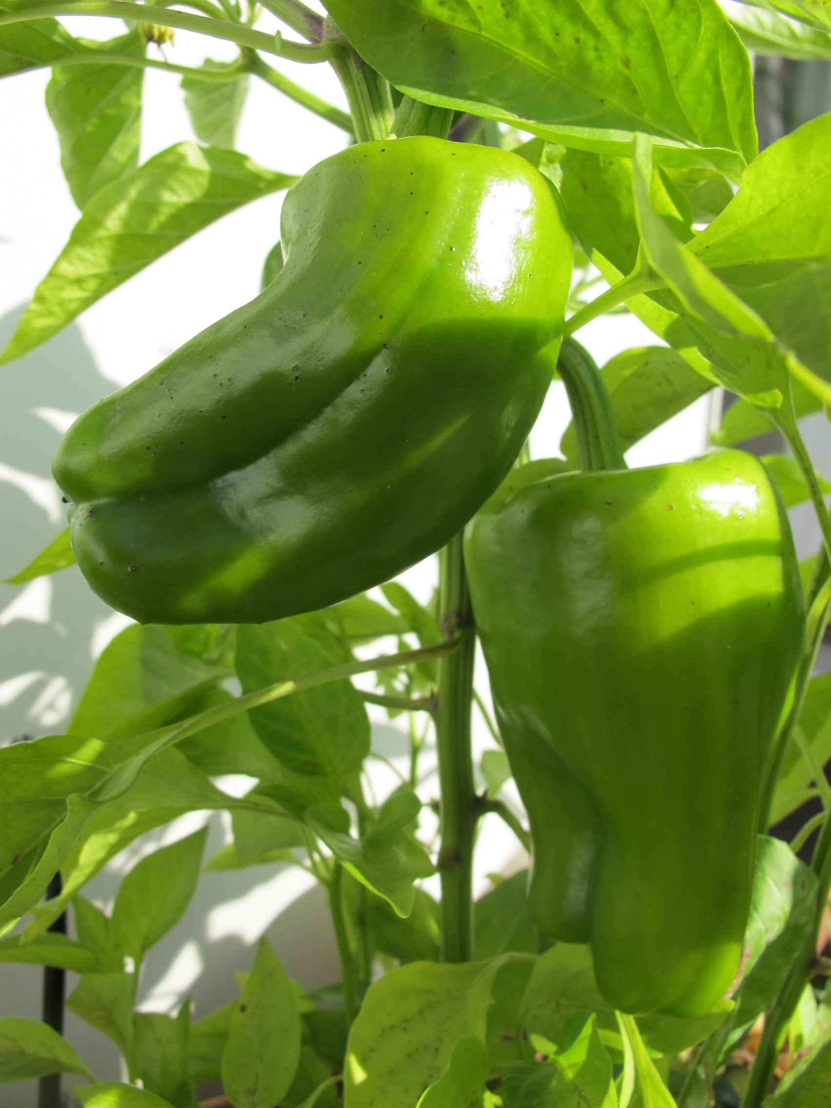 Paprika