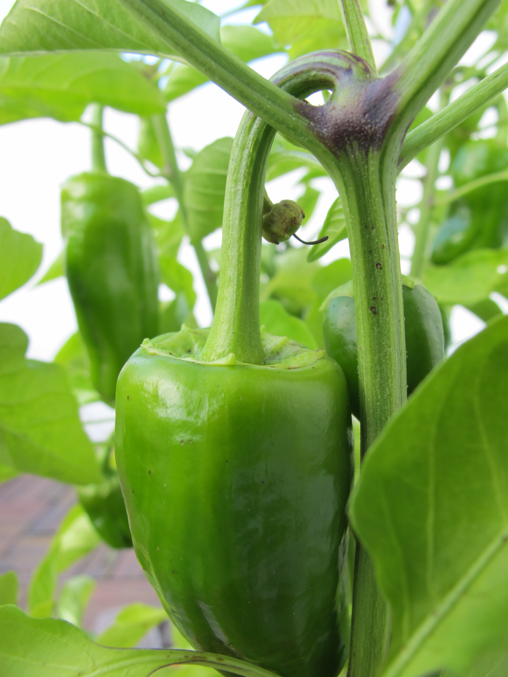 Paprika
