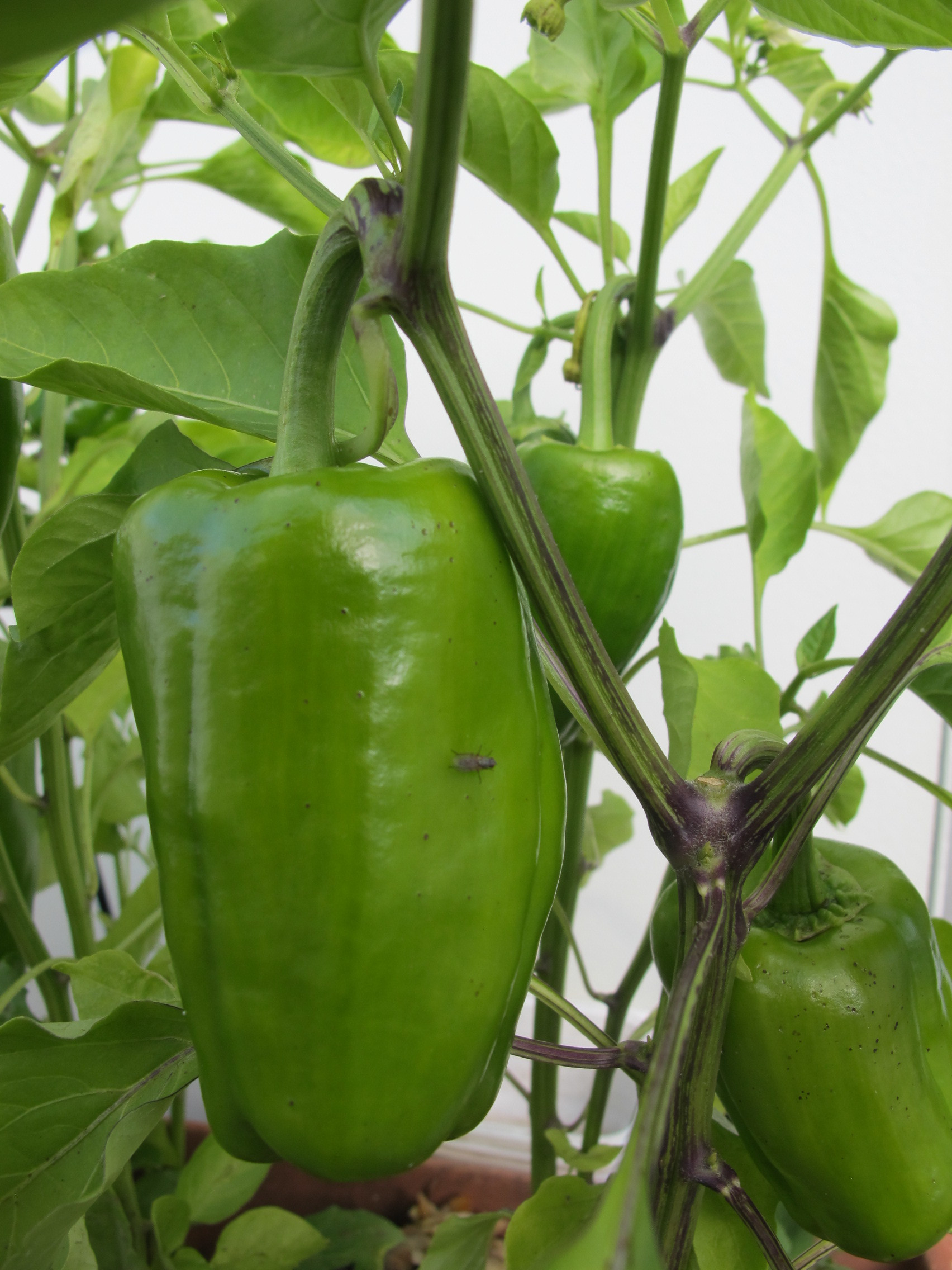 Paprika