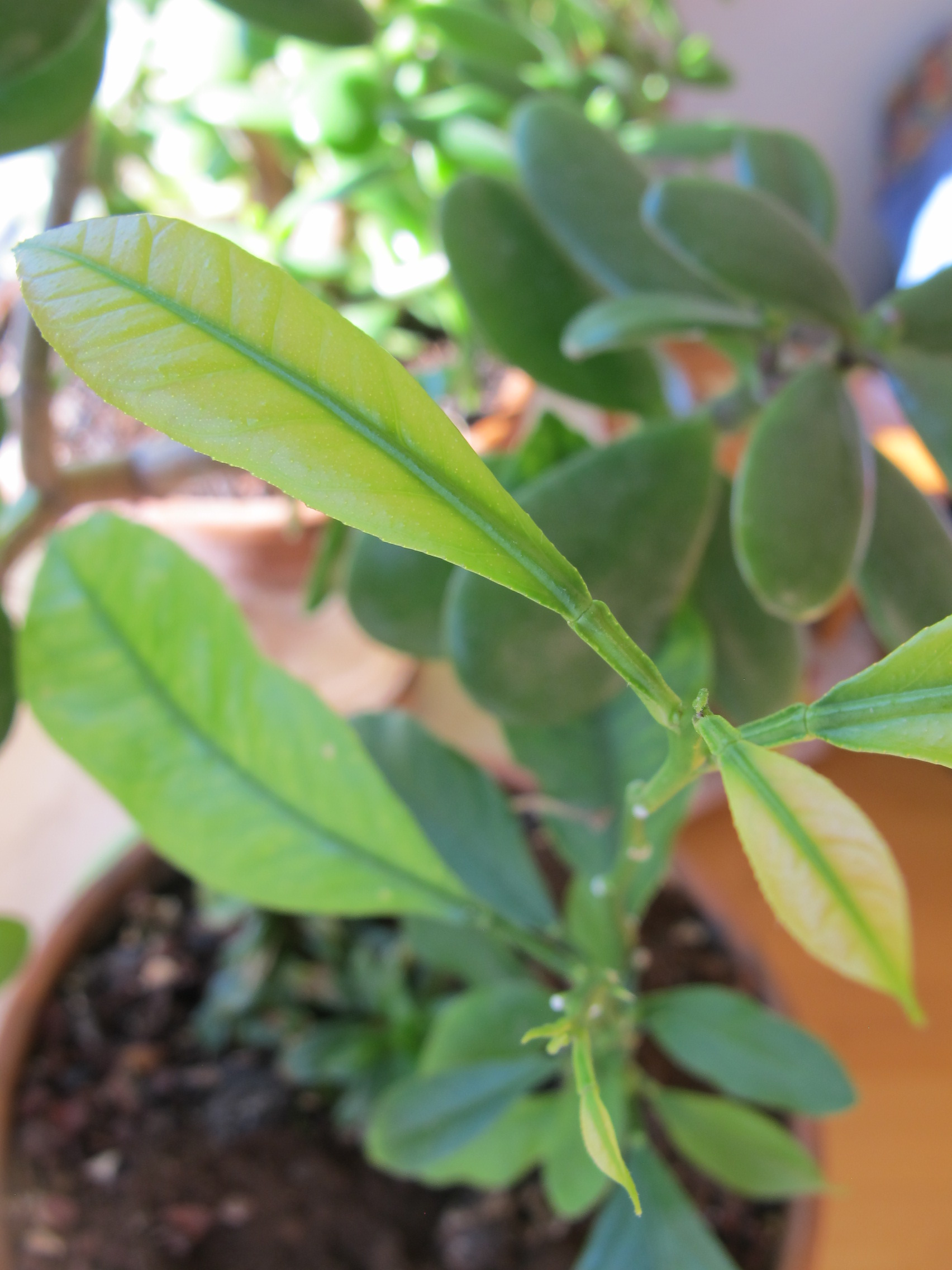 Lemon tree