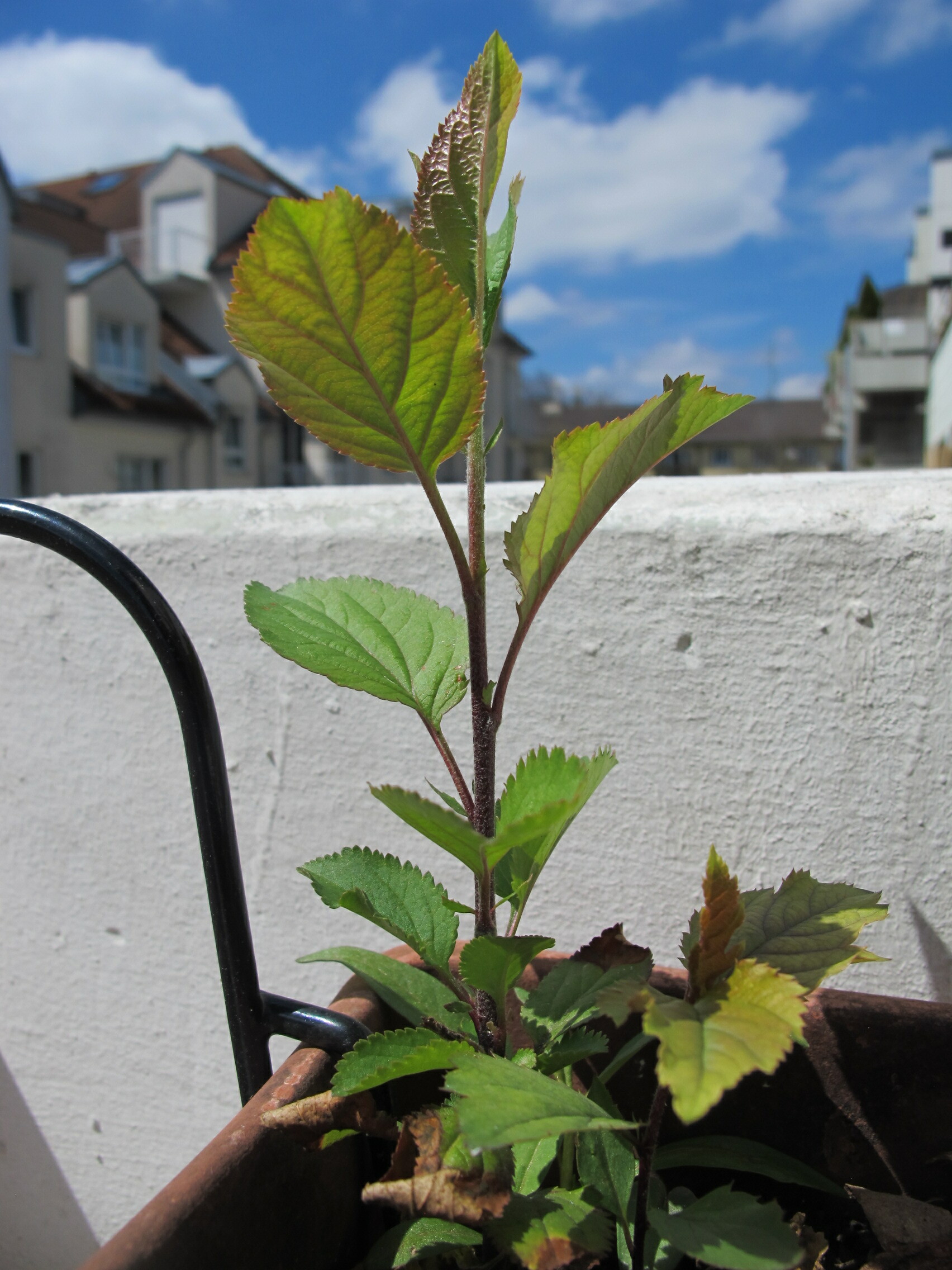 Apple tree