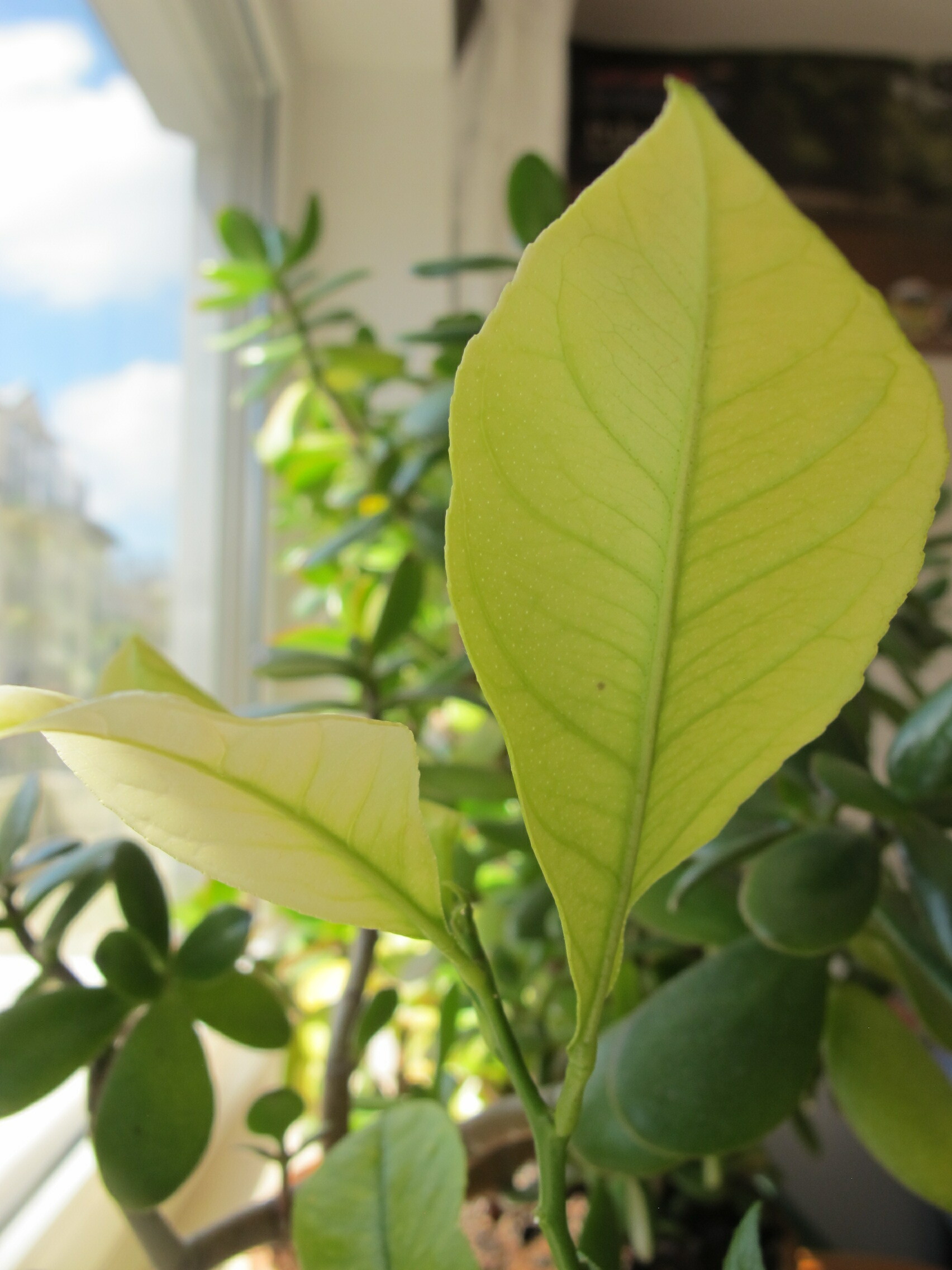Lemon tree