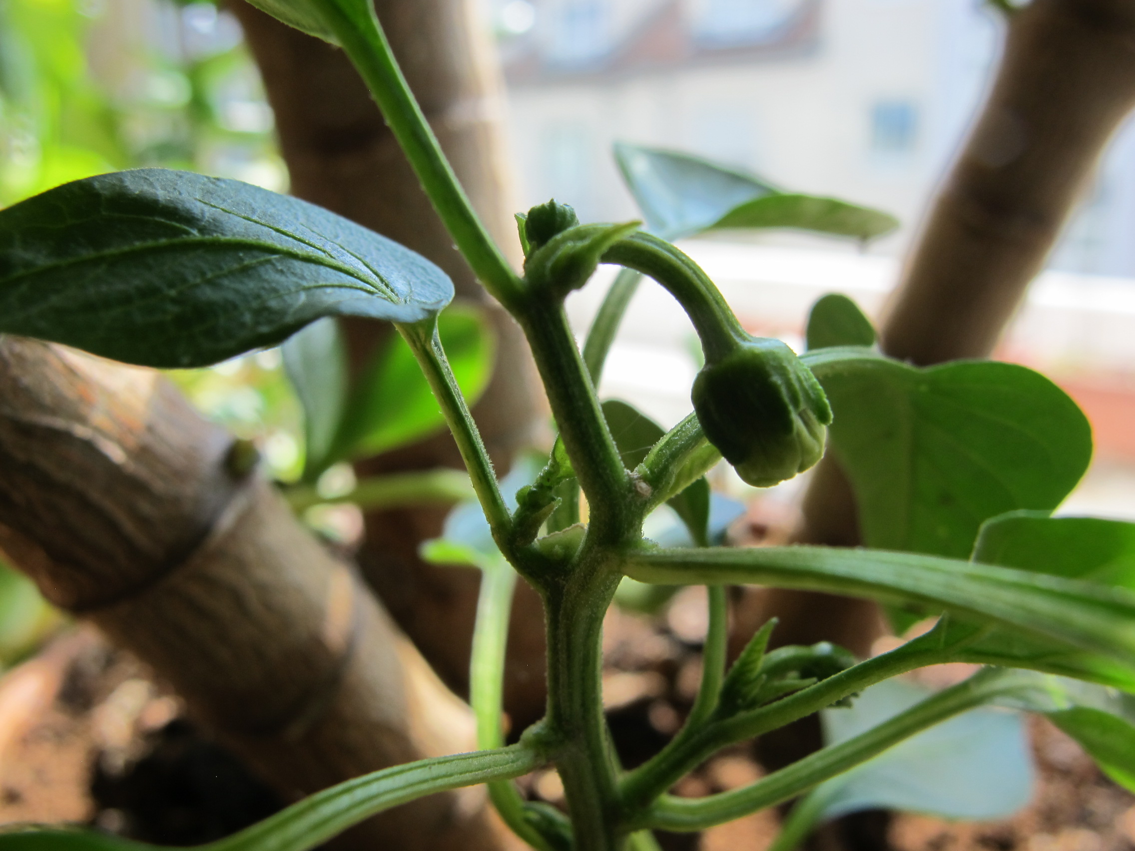 Paprika