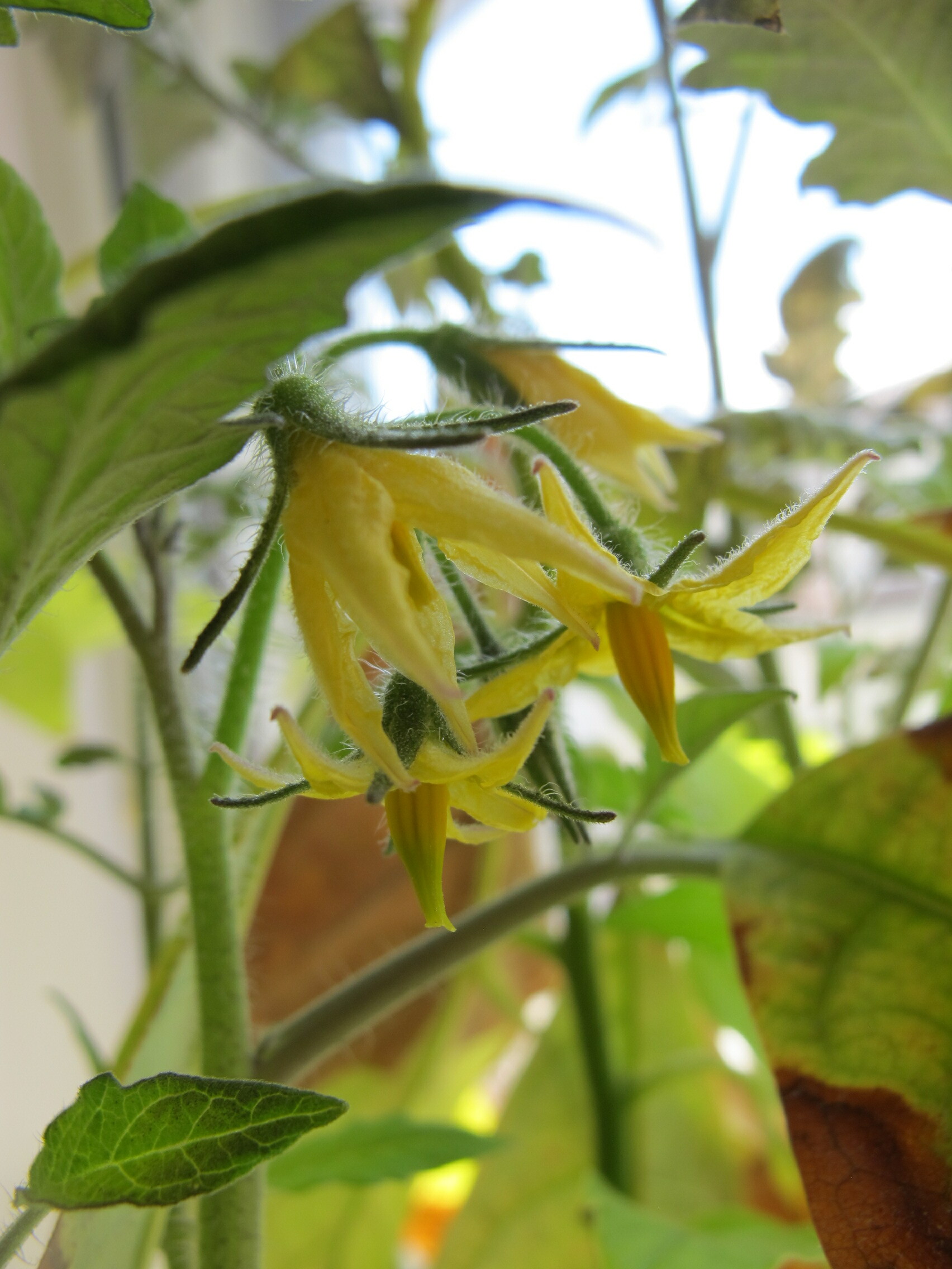 Tomato