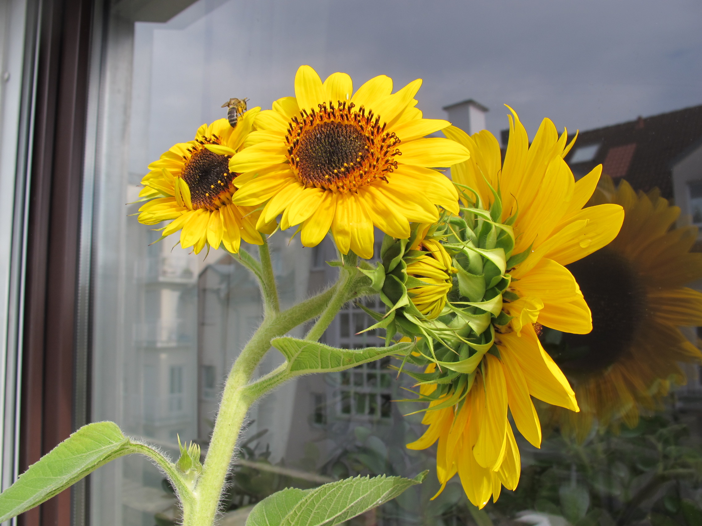 Sunflower