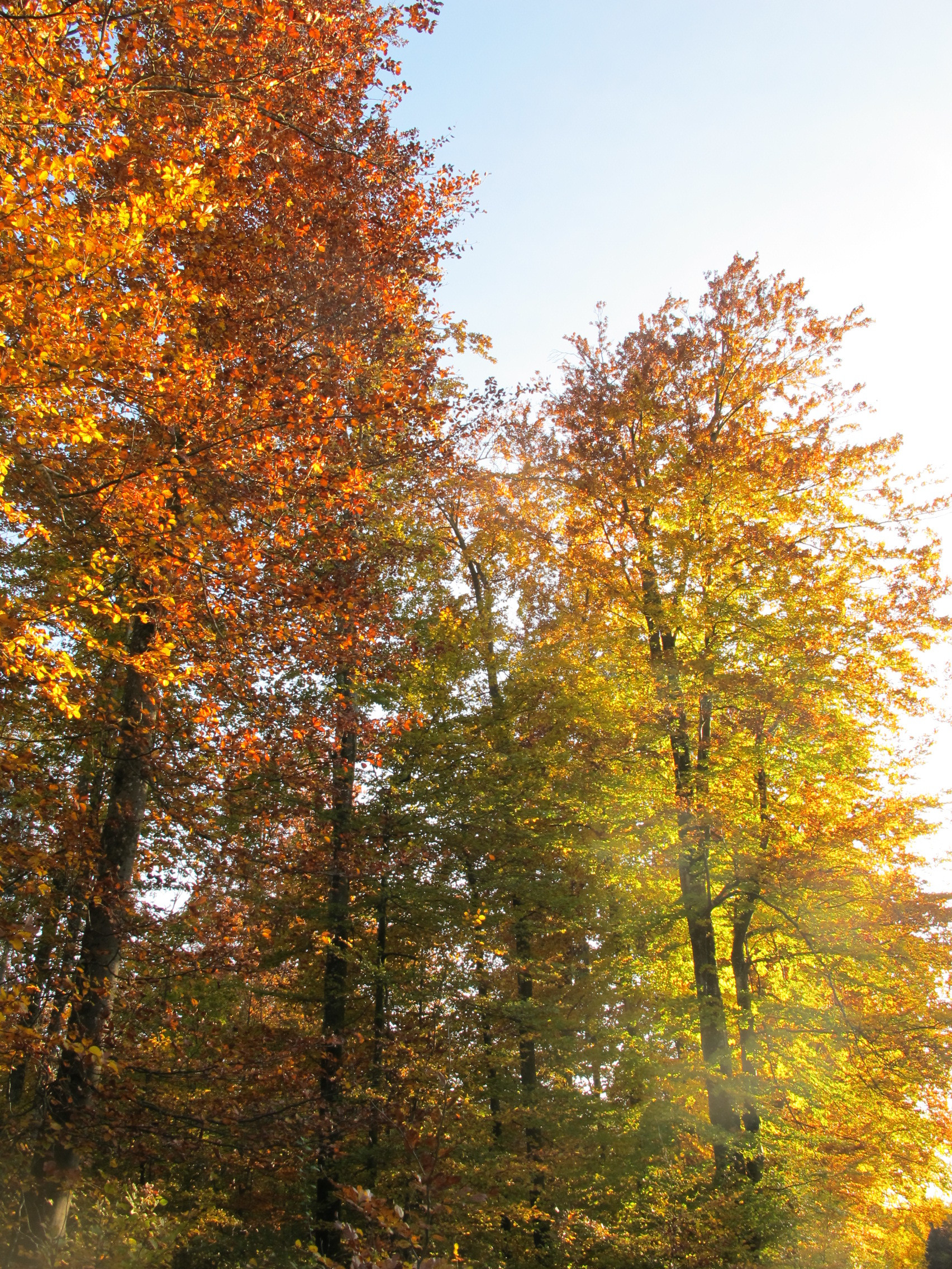 Autumn