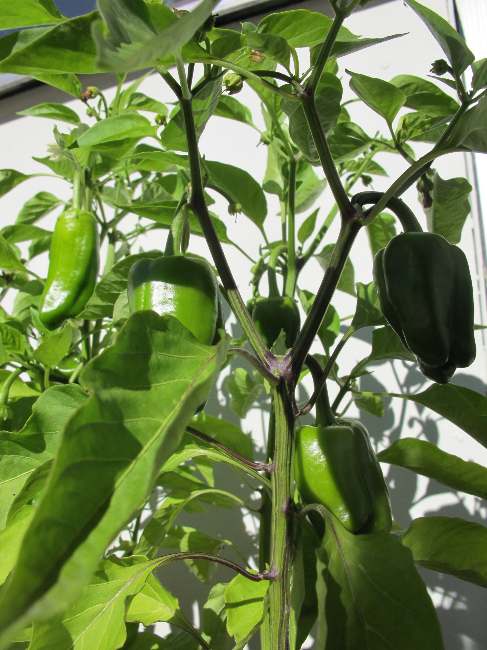 Paprika