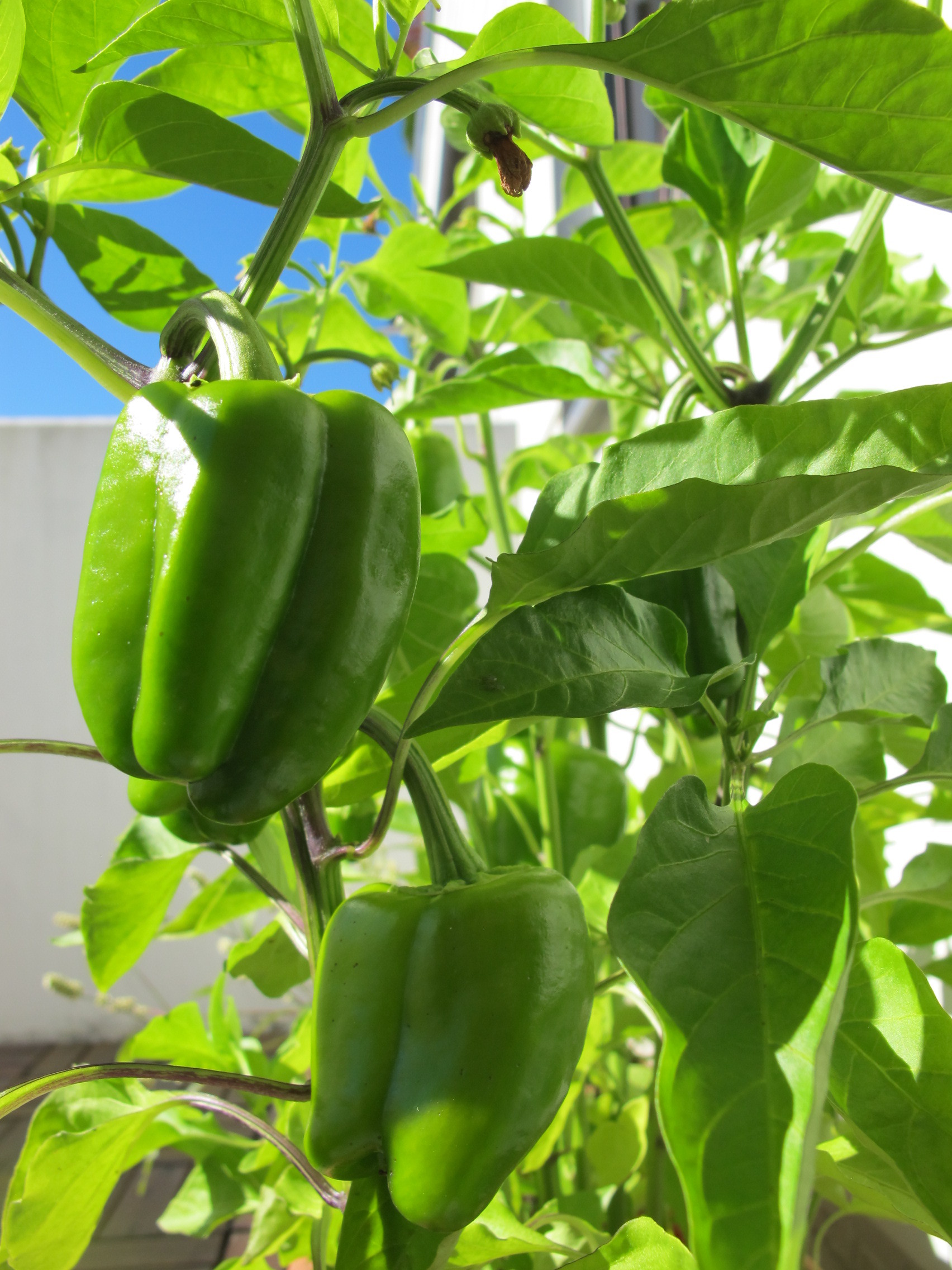 Paprika