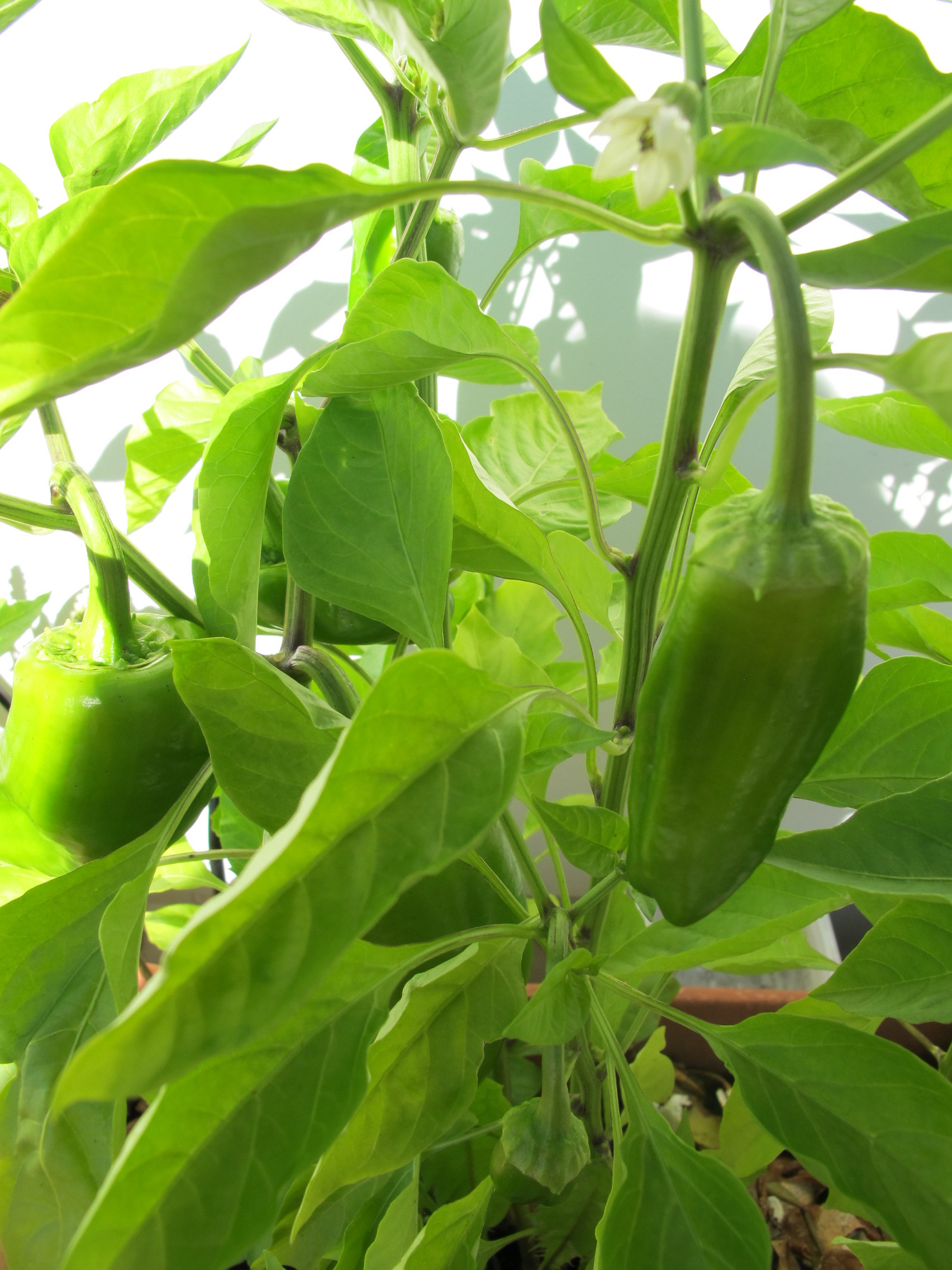 Paprika